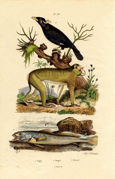 Barbary Ape by French School